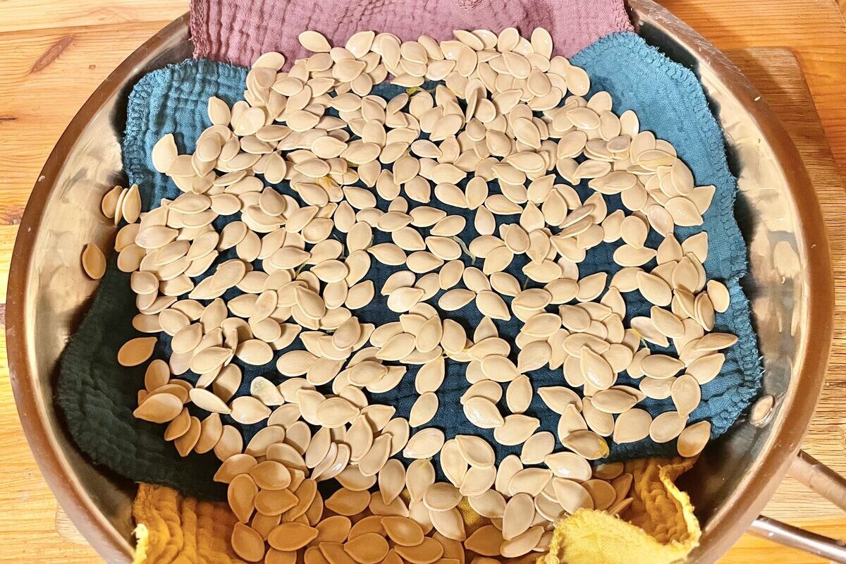 Pumpkin seeds drying on a towel. 