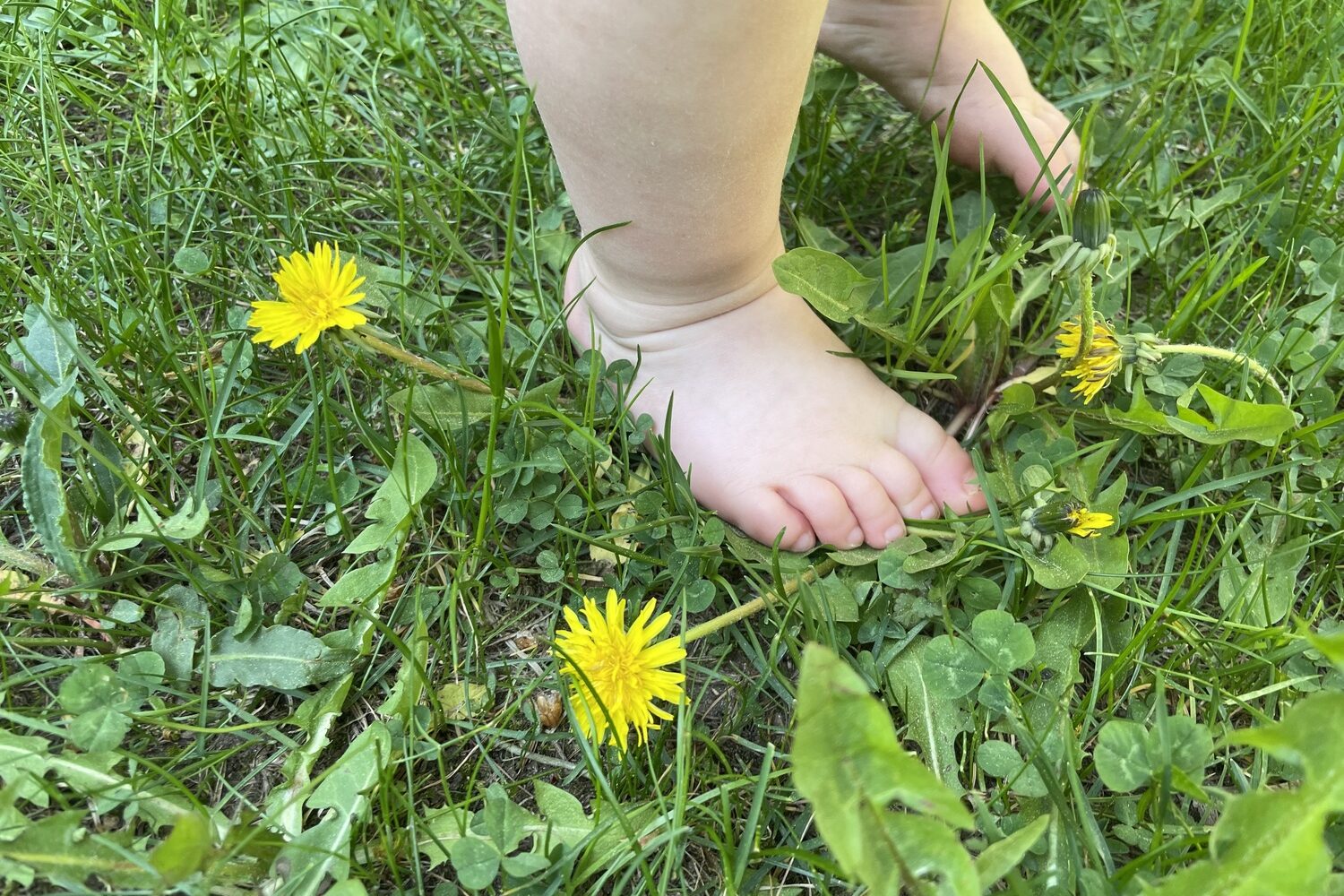 Barefeet in dandelions.