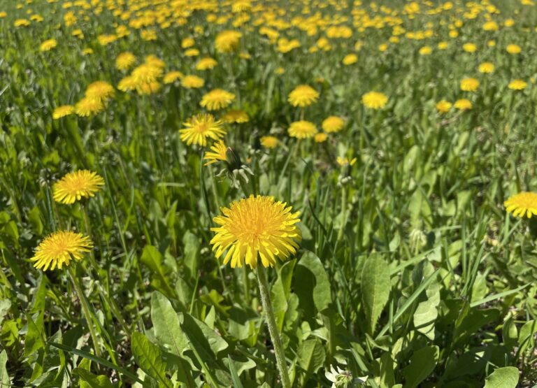 Dandelions in grass.