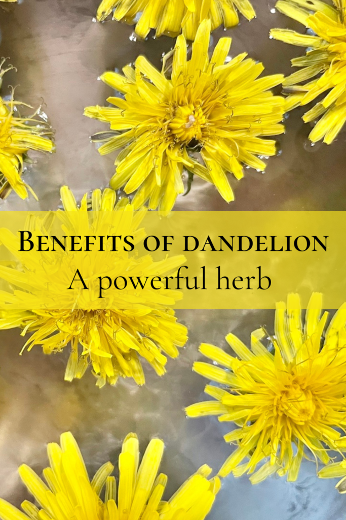 Benefits of dandelions pinterest image.