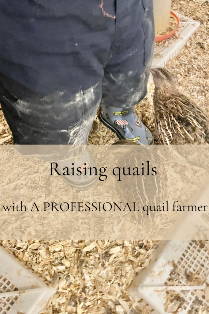 Raising quails