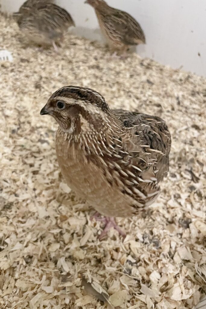 A quail