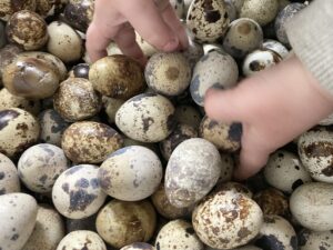 Quail eggs