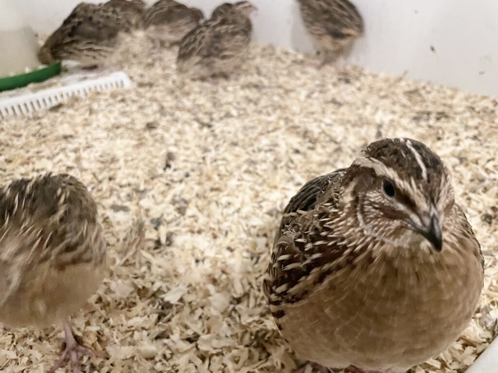 Quails