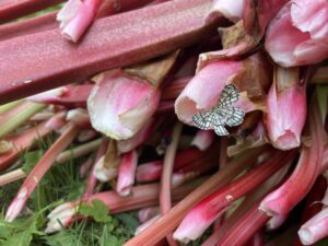 A butterfly on rhubarbs.