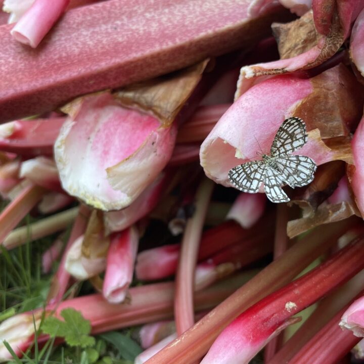 A butterfly on rhubarbs.