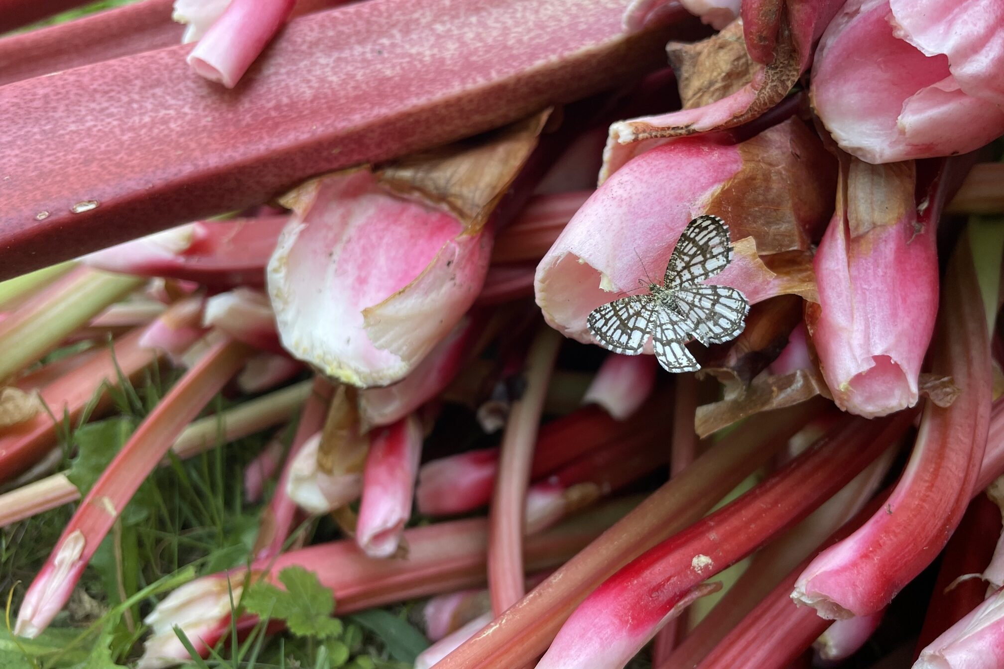 A butterfly on rhubarbs.