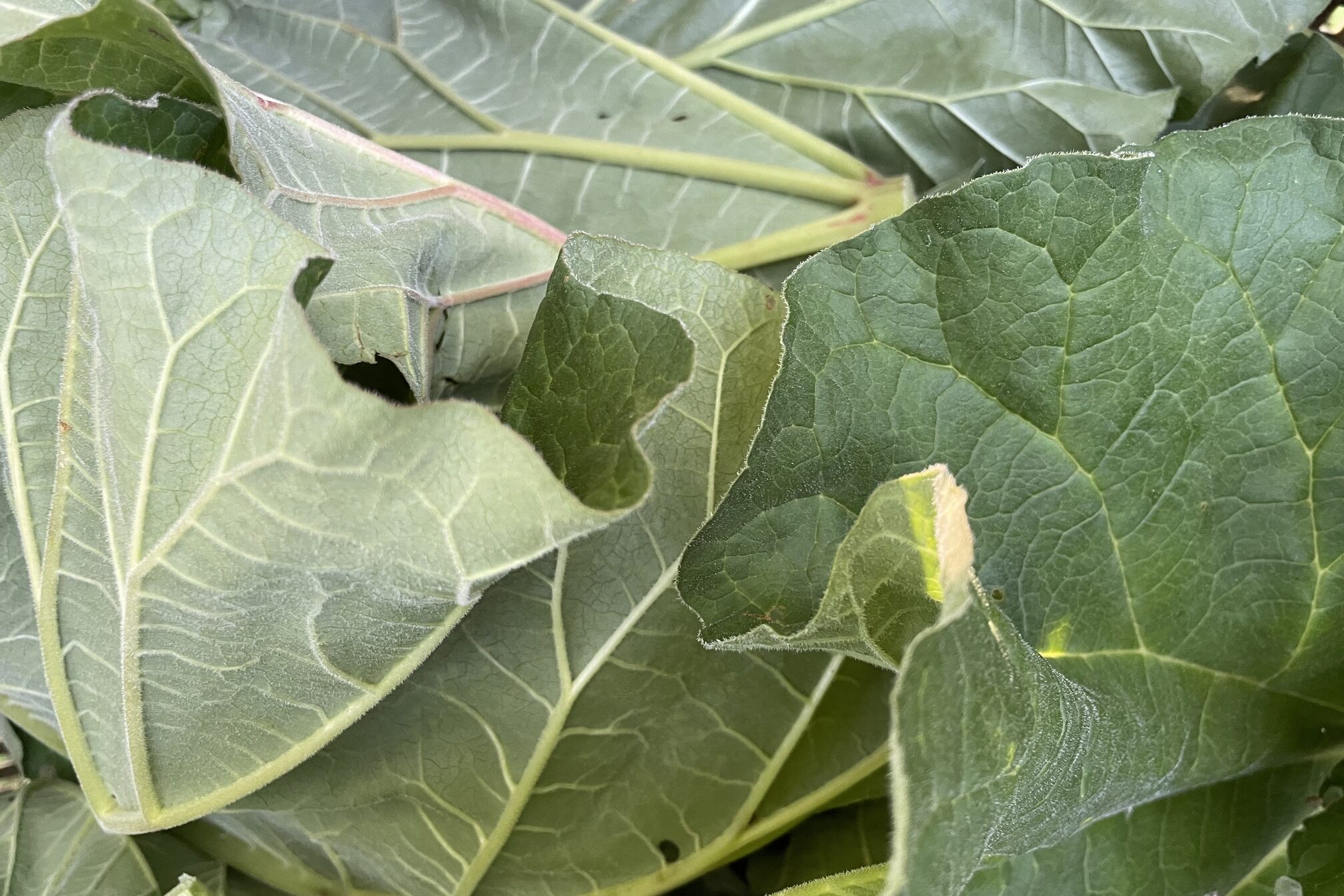 Rhubarb leaves.