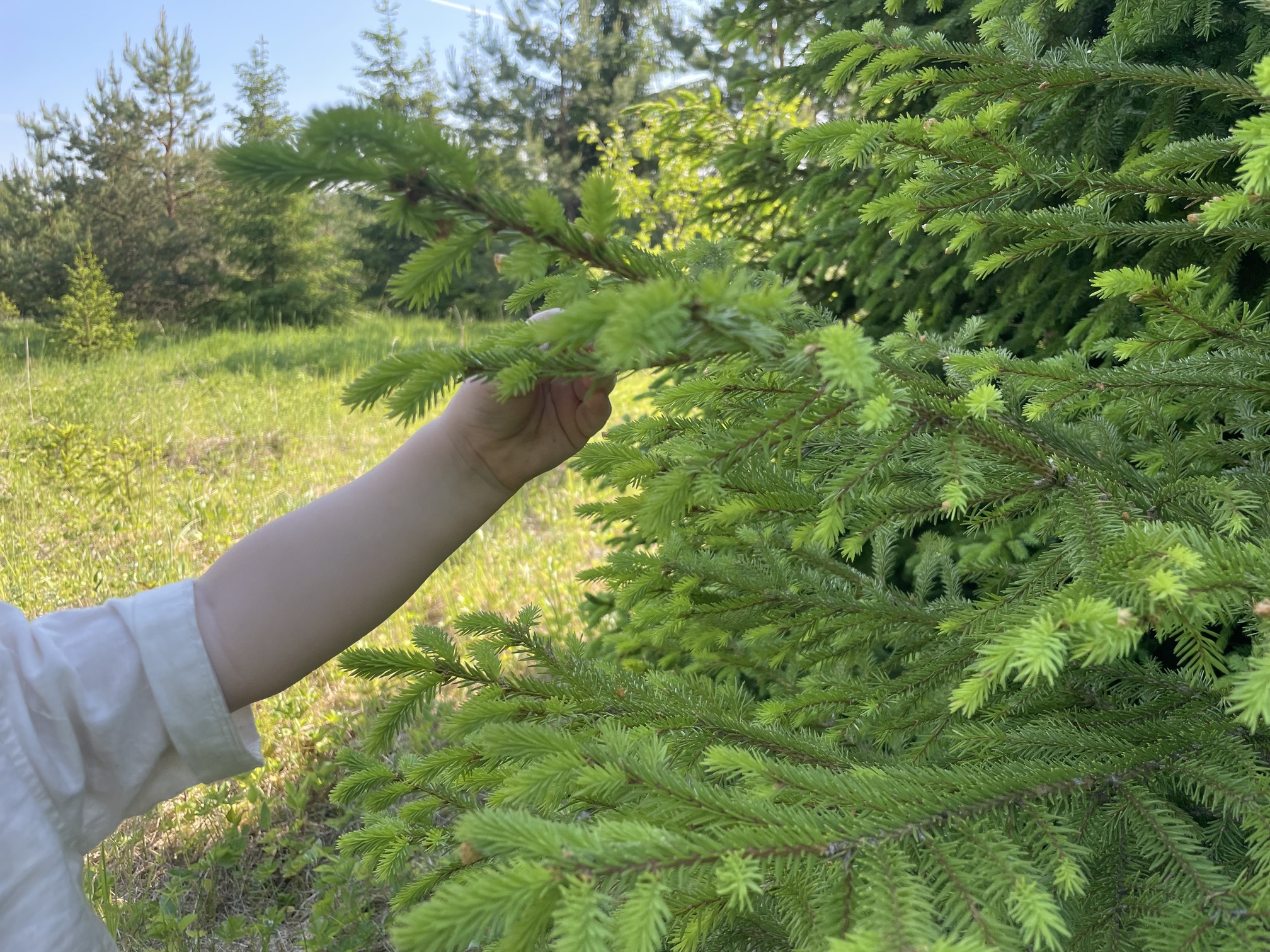 Väike käsi korjab kuusevõrseid.