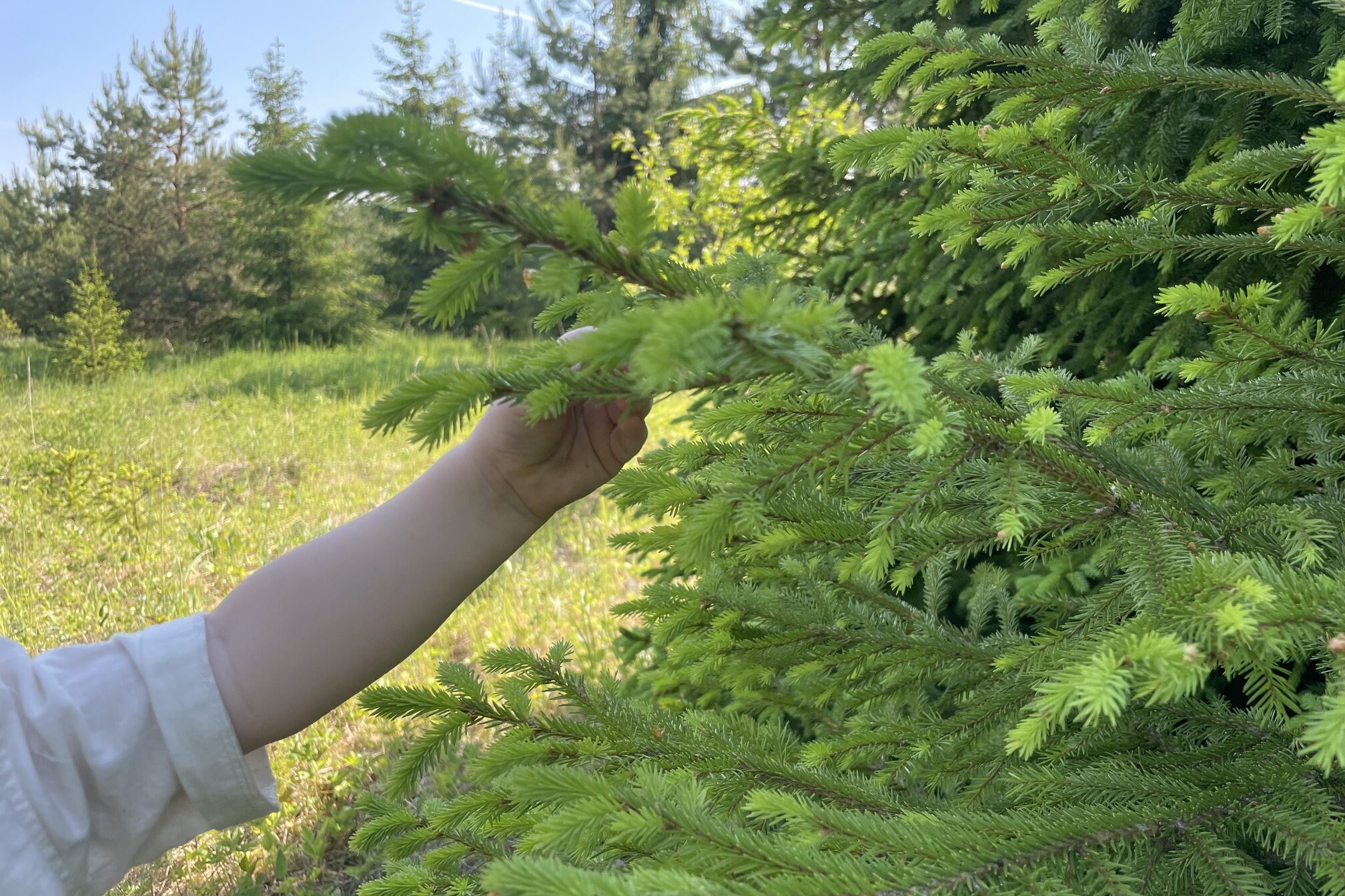 A small hand picking spruce tips.