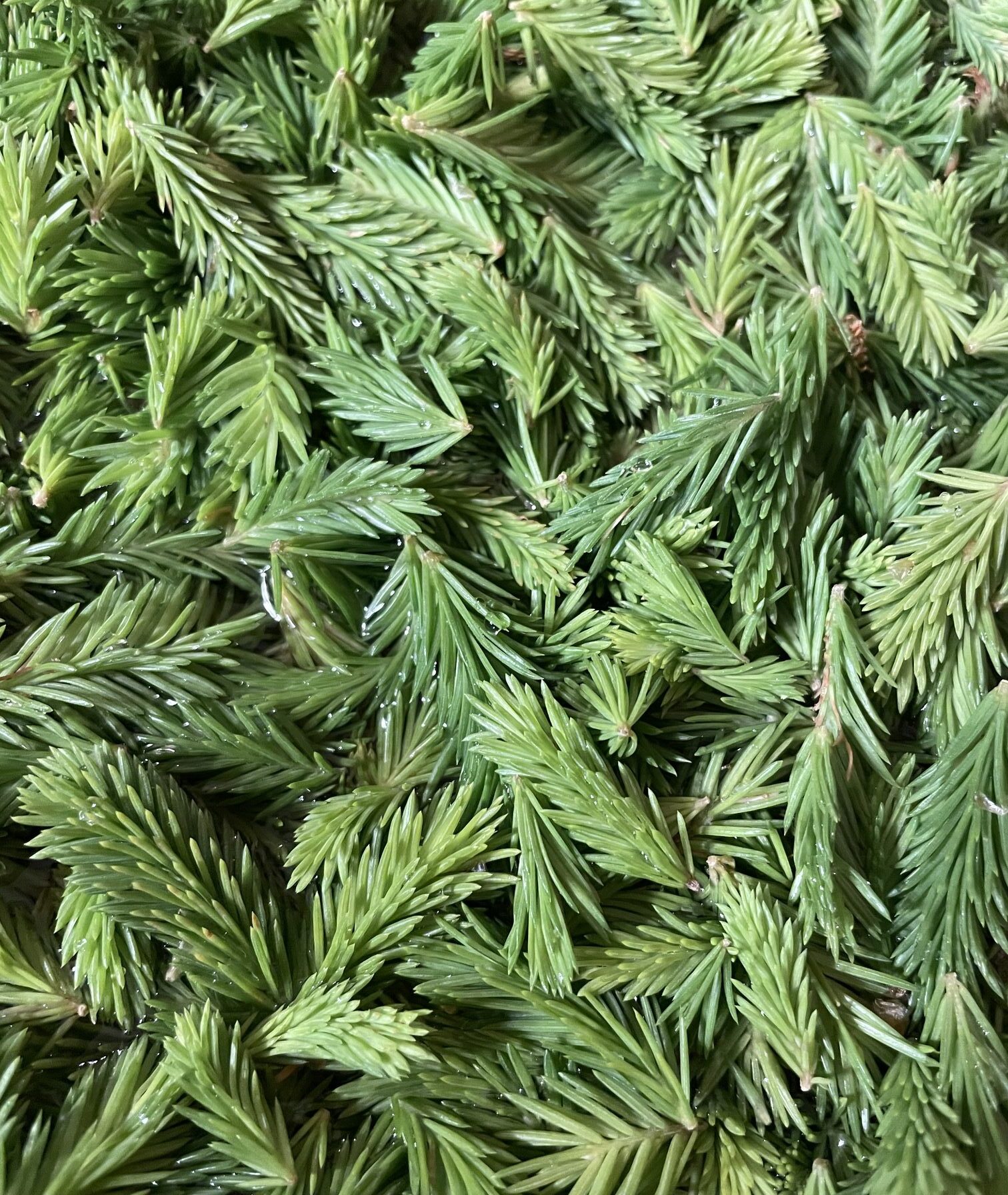 A bunch of spruce tips.