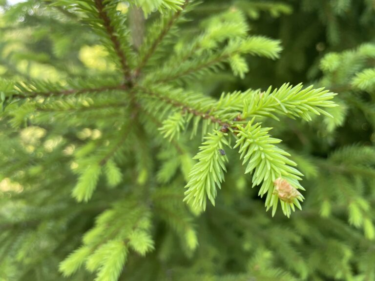 A spruce with spruce tips.