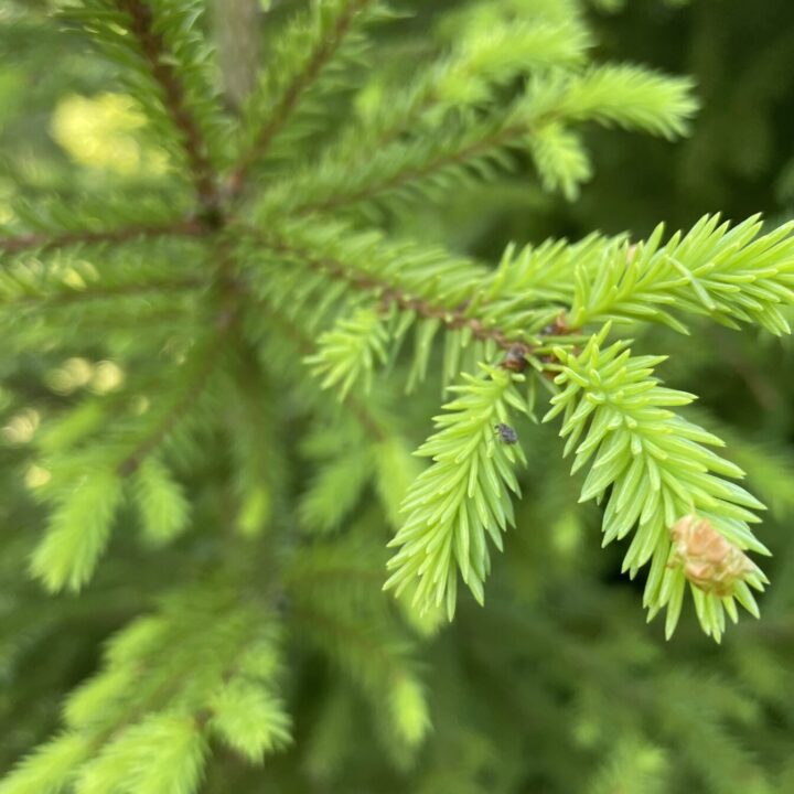 A spruce with spruce tips.