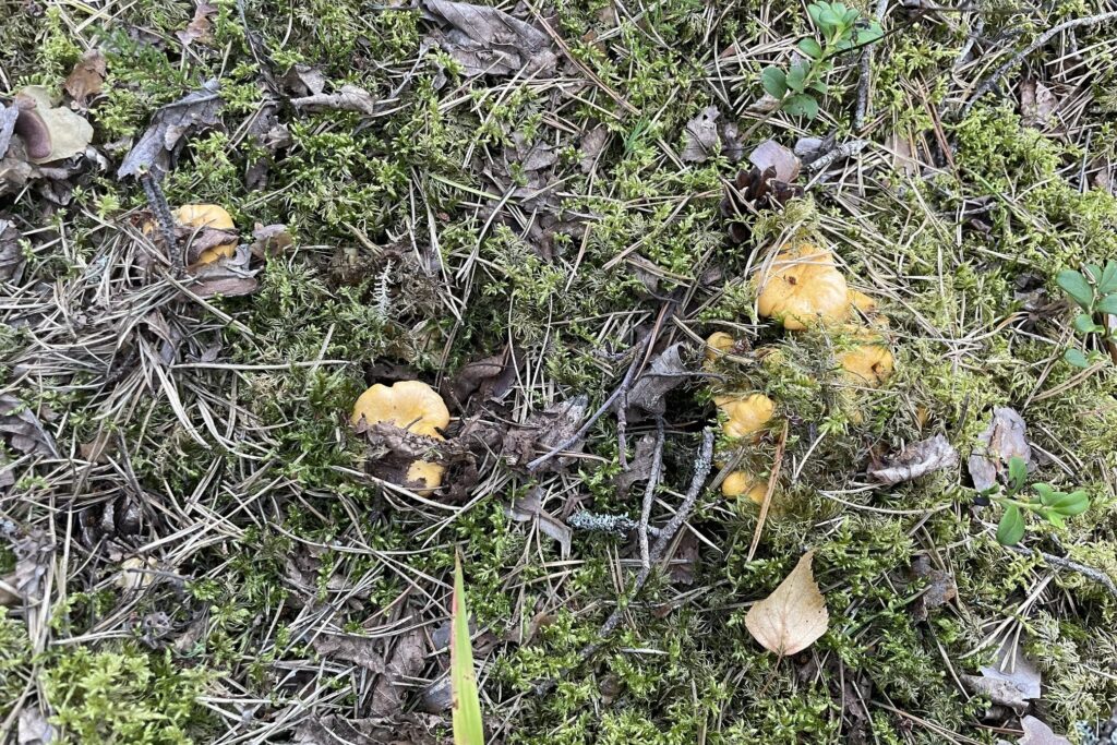 Chanterelles in the forest.