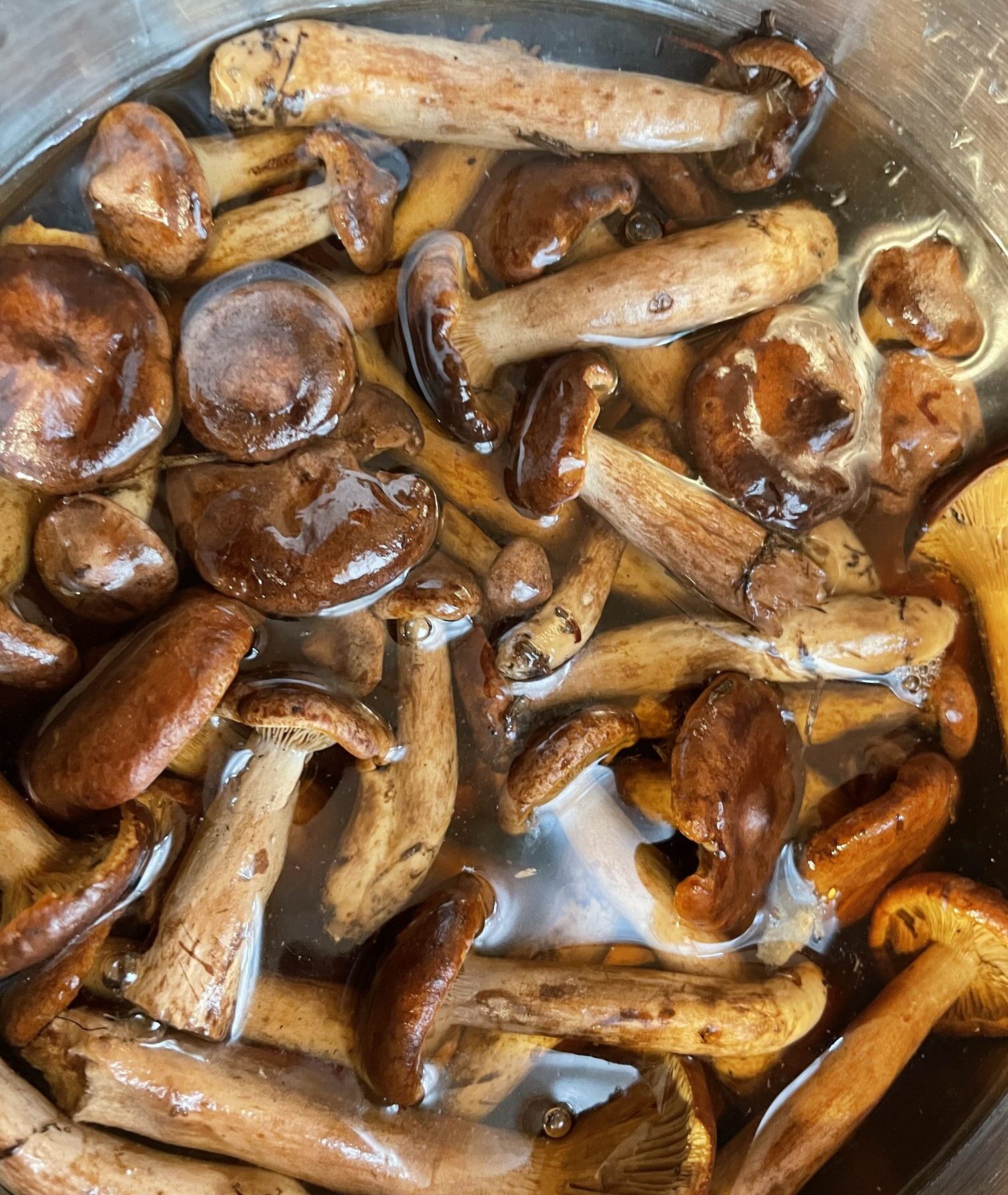 Milkcaps in forest. 