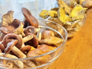 Different kinds of wild mushrooms.