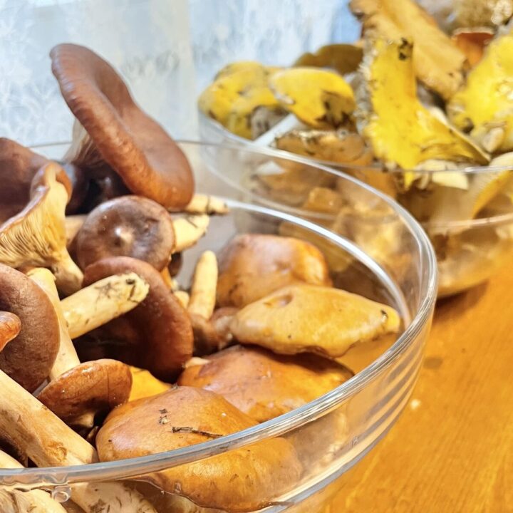 Different kinds of wild mushrooms.