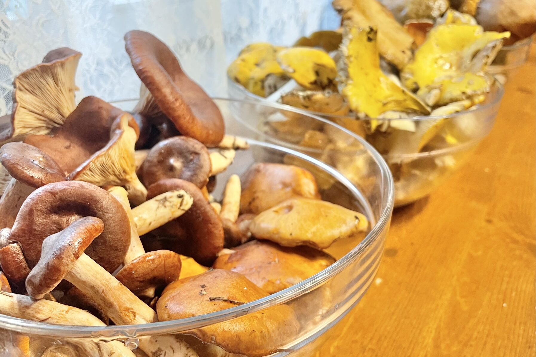 Different kinds of wild mushrooms.