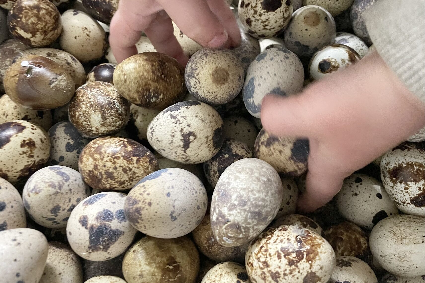 Quail eggs